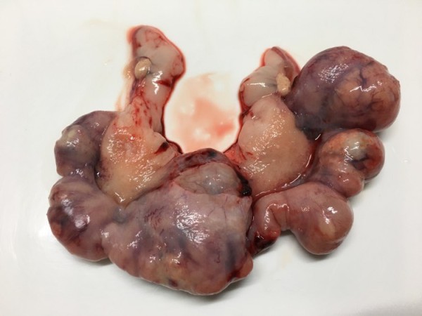 uterustumor_kaninchen